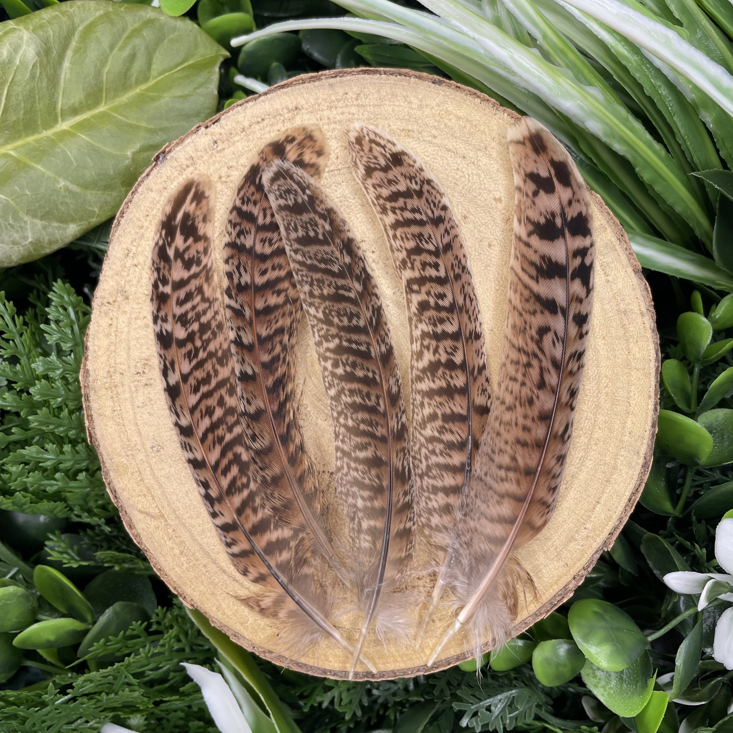 Plumes De Faisan De Colchide 15cm Plumes Naturelles
