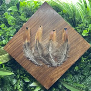 6 Plumes Naturelles De Faisan - Couleur Cuivre, 30-35 Cm - Pour Artisanat, Déco Chapeau, Costume, Spectacle
