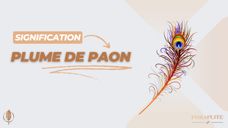 Quelle est la signification d'une plume de paon ? | Plumes Naturelles