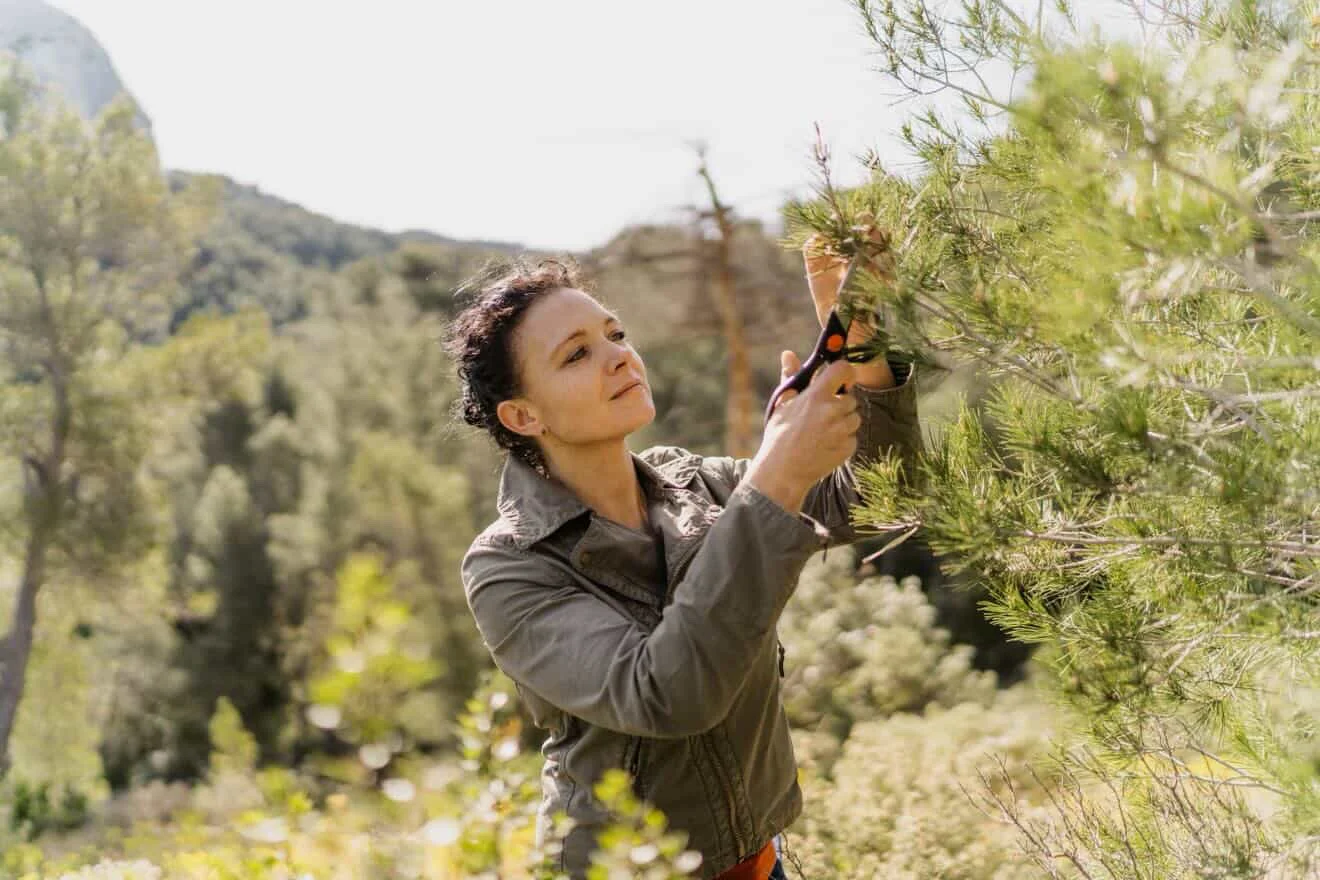 Cueillir des plumes sans abîmer la forêt : ce que j ai appris en Aquitaine